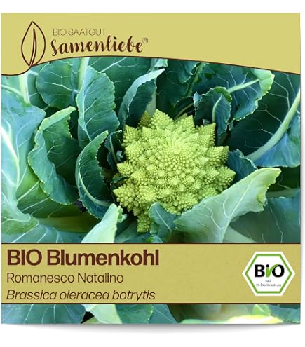 Concept F1 Blumenkohl Samen – 30 Korn, Sehr Robuste Ganzjahressorte, Resistent Gegen Blattkrankheiten, Für Garten & Balkon