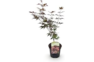 GREEN BOUTIQ GreenboutiQ - Plante de terrasse - Érable du Japon - Acer palmatum Atropurpureum - Violet - 1 Plante - Caduc - Pot 19cm Hauteur 70cm