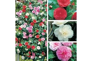 THOMPSON & MORGAN Camellia Plant Tricolour Outdoor Plants Low Maintenance Hardy Evergreen Garden Shrub Pink, Red and White Blooms, Multicoloured, Gardening Gifts 1 x in 15cm Pot by Thompson and Morgan