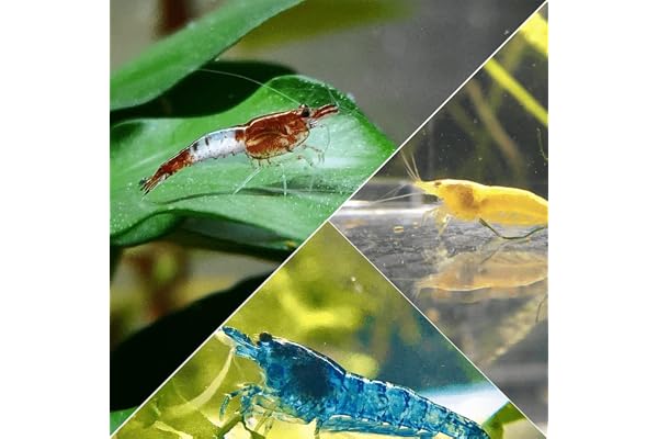 Lot de 20 Crevettes : 10 Crevettes Rili Sakura Rouge + 5 Crevettes Jaune + 5 Crevettes Bleue pour Aquarium d'eau Douce - lebonaqua