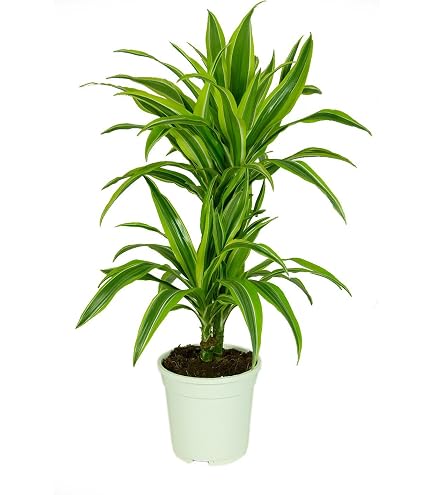 Duftender Drachenbaum 'Hawaiian Sunshine', Topf- 24 cm, H: ca. 90 cm :  Amazon.de: Garten