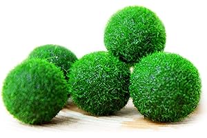 MARIMO Moss Boule X 5 + 1 Gratuit clavardage Rare facile Décor usine. Vous vivez Moss Balle. (Ship FROM UK) Taille d''environ 12 mm