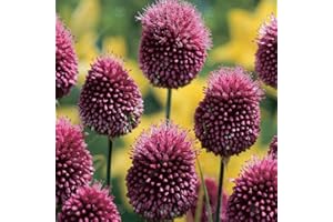 GardenersDream 10 x Allium Sphaerocephalon Drumstick Bulbs - Two Toned Summer Flowering - Outdoor Plants for Gardens, Borders, and Containers - Healthy Hardy Garden Bulbs