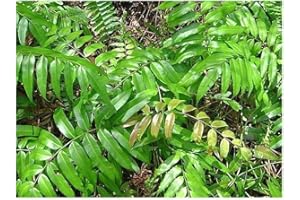 Blechnum orientale - fougère scolopendre - 10 graines