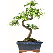 Syzygium Bonsai (ca 8 Order 10 Jahre) (Ca. 8 Jahre) : Amazon.de: Garten