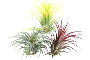 DECOALIVE Trio de Tillandsias de Color Rojo, Verde y Amarillo Pack de Plantas del Aire o Claveles del Aire Tillandsia Ionantha Plantas Naturales