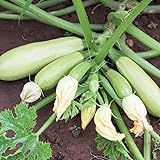 Samen für ca. 10 Pflanzen Bianca di Trieste Zucchini - helle Früchte, ertragreich