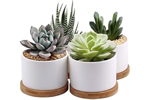 7WUNDERBAR Maceta Suculenta de Cerámica, 8 cm, Mini con Plato de Bambú, Juego Blanco Redondo de 4 (Planta No Incluida) (4ZWP-F)