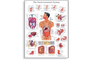 3B Scientific naukowa anatomia człowieka - wykres układu pokarmowego, wersja papierowa