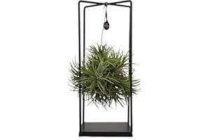 ZynesFlora Tillandsia Plante aérienne grande dans un support métallique - Hauteur: 35-40 cm - Véritable Tillandsia Air Plant Rebord de fenêtre Salon Chambre Décoration à suspendre