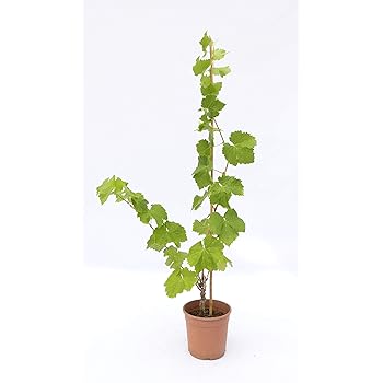 Winterharte Weinreben Pflanzen - Kernlose Tafeltrauben Für Garten