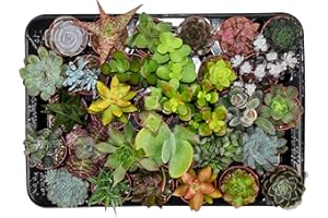 ZynesFlora Succulentes Naturelles en pot de fleurs Ø 5.5 cm - Lot de 30 - Hauteur: 5-10 cm - Mélange de Succulentes Petite Variétés Diverses Plantes Grasses d'Intérieur