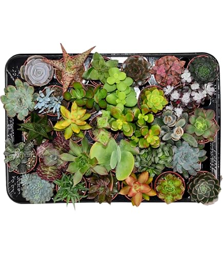 fagus set Stacking Box (Set of 2) main image 1