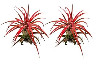 Duo de Tillandsias Fuego DECOALIVE Plantas del Aire de Color Rojo Intenso