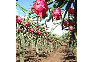 Saterkali Semi di pitaya color arcobaleno, 100 pezzi semi di pitaya color arcobaleno frutta deliziosa pianta bonsai decorazione del giardino di casa Semi di Pitaya