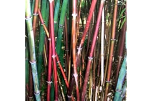 SANWOOD Graines de bambou, 300 pièces graines de bambou décor à la maison Rare Phyllostachys Pubescens Garden Seedlings for Backyard - Bambou Seeds