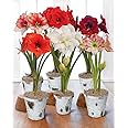Udanta Seeds DL Amaryllis Lily Imported Big Size Bulbs Multi-Pack (2 Bulbs)