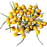 100 Samen Charapita Chili -Teuerste Chili der Welt- WILDCHILI