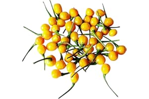 SAMENCHILISHOP Charapita Chili, 10 Samen -Teuerste Chili der Welt- WILDCHILI