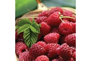 Carbeth Plants - 10 x Raspberry Polka Bare Root Canes - Grow Your Own Fresh Raspberries - Bare Root Raspberry Runner - Fruit Plant