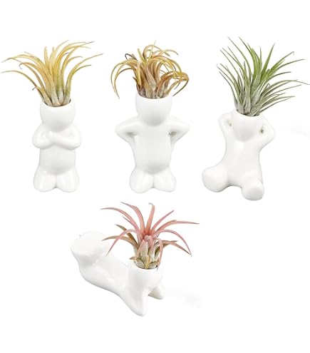 Pots Suspendus Oursin Mini Supports Suspendus En Forme De Coquillage Oursin - Lot De 4 Pots Décoratifs Pour Tillandsia Et Succulentes Supports Plantes Aériennes