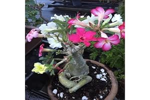 YGHESFDE Planta de rosa del desierto, adenium obesum planta,planta ornamental perenne, apta para plantar en macetas,-1Bulbos-E