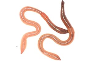Wiggly Wigglers Live Garden Worms For Soil Enrichment & Healthy Plant Growth | Gardening Essential | Earthworms | Red Worm | Earth Worms (200)