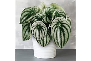 GARDENERSDREAM 1 x Peperomia Argyreia | Idéal pour la Maison ou le Bureau | Plante en pot de 15 à 25cm