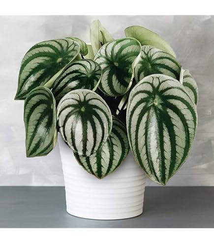 Fougère Capillaire Adiantum - Plante D'Intérieur Pot 12cm