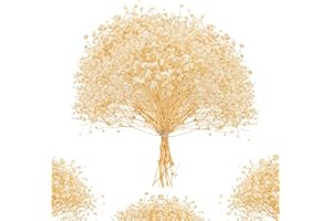 ForestM 100PCS Dried Pressed Flowers, Natural Dried Gypsophila Mini Breath Flowers, Real Natural Dried Flower for Vase, Crafts, Resin Art Mini Mixed Floral Set for DIY, Scrapbooking, Wedding Card