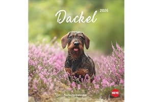 Dackel Postkartenkalender 2026: Monats-Tischkalender zum Aufstellen oder Aufhängen mit herzigen Dackelfotos. Kleiner Kalender mit Postkarten zum Verschicken oder Sammeln. (Postkartenkalender Heye)