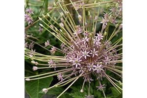 THOMPSON & MORGAN Allium Schubertii Garden Plant Hardy Perennial Flowering Garden Plants Easy to Grow Your Own 5X Bulbs by Thompson and Morgan