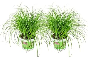 ZynesFlora Cyperus Zumula Lot de 2 véritable herbe à chat - Ø 12 cm - Hauteur : 25-30 cm - Plante comestible pour chats