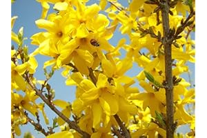 PERAGASHOP 1 PIANTA FORSYTHIA FORSIZIA SPECTABILIS VASO 19CM