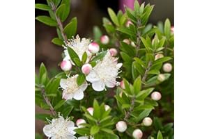 GardenersDream 1 x Myrtus Tarentina Rarentum Myrtle Plant in Pot - Evergreen Flowering Shrubs, Healthy and Live Potted Outdoor Plants - Outdoor Garden Ready Plants (15–25 cm)