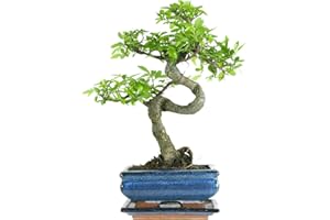 GENERIC Chinese Elm, Bonsai, 7 years, 27-32 Centimetres