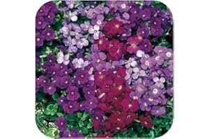 GROWTANICAL Aubretia Trailing Aubrieta Katie Mixed Plug Plants x 6 Perennial Rock Cress