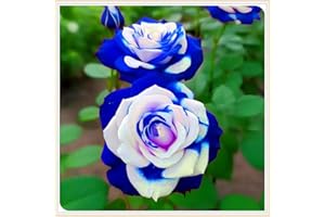 SSNSFX Perennial,Gorgeous Rose Bulbs, Hardy, Professional for Beautiful Garden Displays-1 Bulb-H