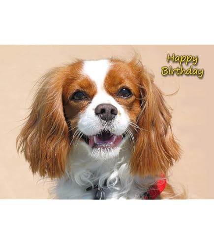 Carte D'anniversaire Cavalier King Charles Spaniel Blanc