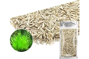 T-SHIN Aquarium Grass Plants Seeds,Aquatic Fescue Carpet Water Grass,Oxygenating Weed Live Pond Plant Seeds,Fish Aquatic Water Grass Decor,Easy to Plant Grow Maintain-10G (Green-Mini-F)