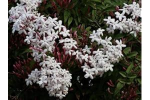 GENERICO Pianta di GELSOMINO POLIANTA rampicante OFFICINALIS SICILIANO profumato VASO 18 cm AMDGarden