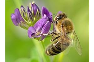 SEMISAUVAGE PERMACULTURE 1500 Graines de Luzerne - plante mellifère engrais vert - semences paysannes