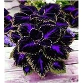 Dashing Look 10 Pieces of Special Kolyos (leaf Beauty) Flower Seed TH-15225965855458200