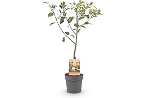GREEN BOUTIQ GreenboutiQ - Plante Fruitière - Prunier - Prunus domestica Opal - Fruit Jaune Rouge - Pot 21cm Hauteur 90cm