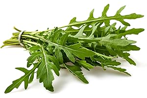 Semillas orgánicas de rúcula / Senfrauke 500 x semillas resistentes a las semillas prademir 100% natural