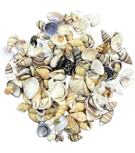 270 Conchiglie Naturali Con Foro - Per Creare Gioielli Fai Da Te, 18-21 Mm - Foto 4