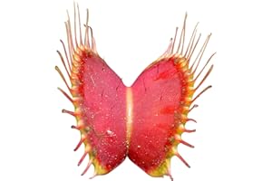 SAMENCHILISHOP (IMMER NUR EINMAL VERSAND) Venus-Fliegenfalle (Dionaea muscipula) 10 Samen (Fleischfressende Pflanze)