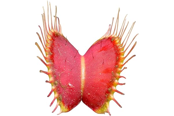 Dionaea muscipula (La Dionée attrape-mouche) - plante carnivore - 20 graines