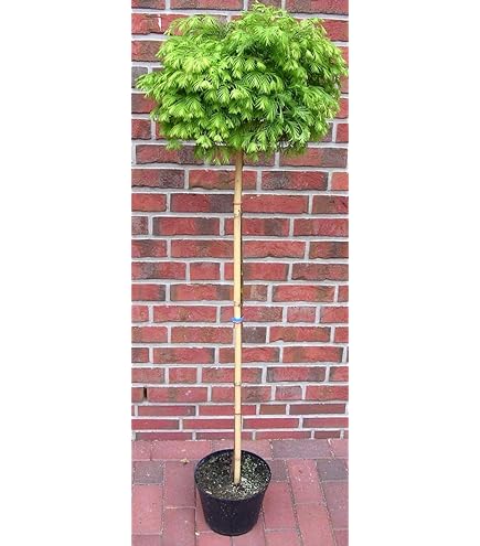 Goldliguster Hochstamm 'Aureum'  Ligustrum Ovalifolium Stamm Winterhart   170180 cm  Stmmchen mit Goldgrnem Laub : Amazon.de: Garten