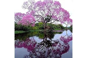 FLOWER FIELD STORY 200Pezzi Migliore Paulonia Empress Albero Semi di Fiore Romantico Grande Aroma In Rapida Crescita